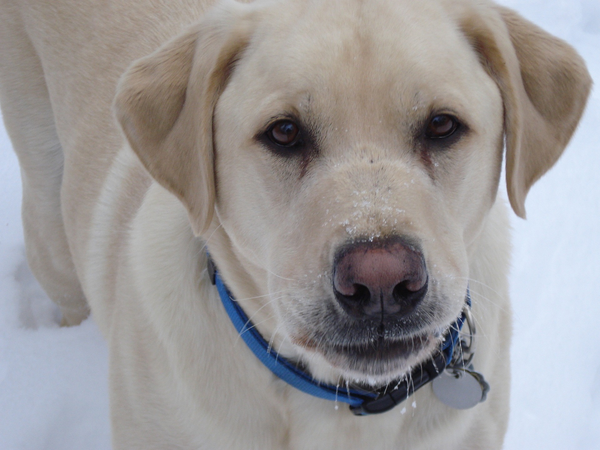 Labrador Retrievers