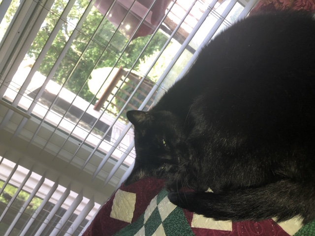 it is a black cat sleeping by a window