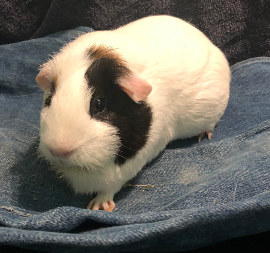 image of a guinea pig