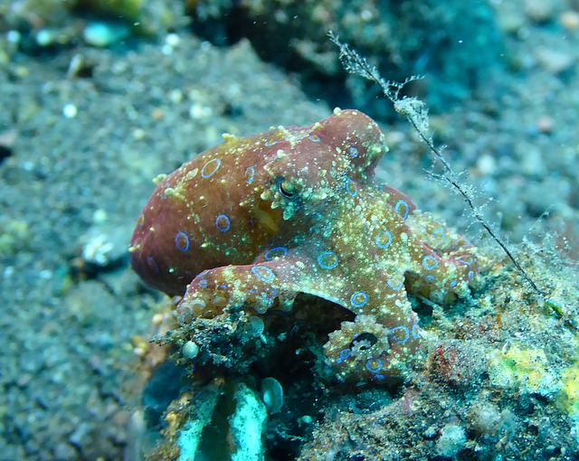 picture of small blue ringed octopus showing it detailed features