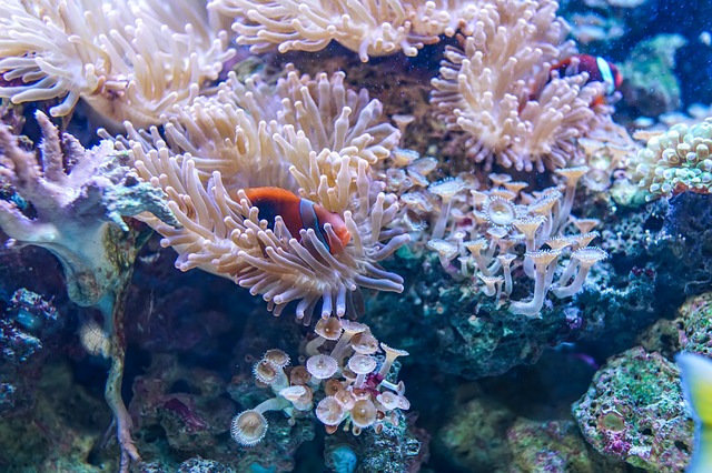 image of clownfish hiding in anemone coral