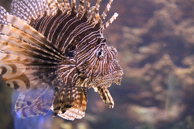 picture of lionfish showing his beutiful patterns, venomous spikes and face