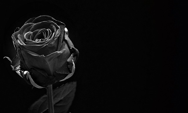 A black rose