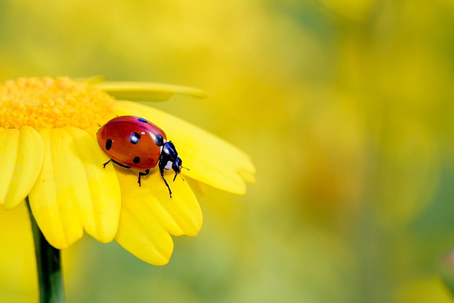 Ladybug on a yellow flower