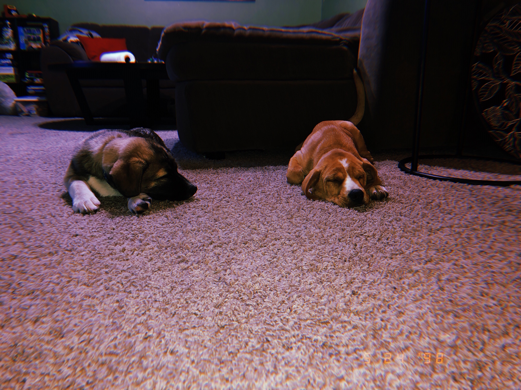  picture of both my dogs