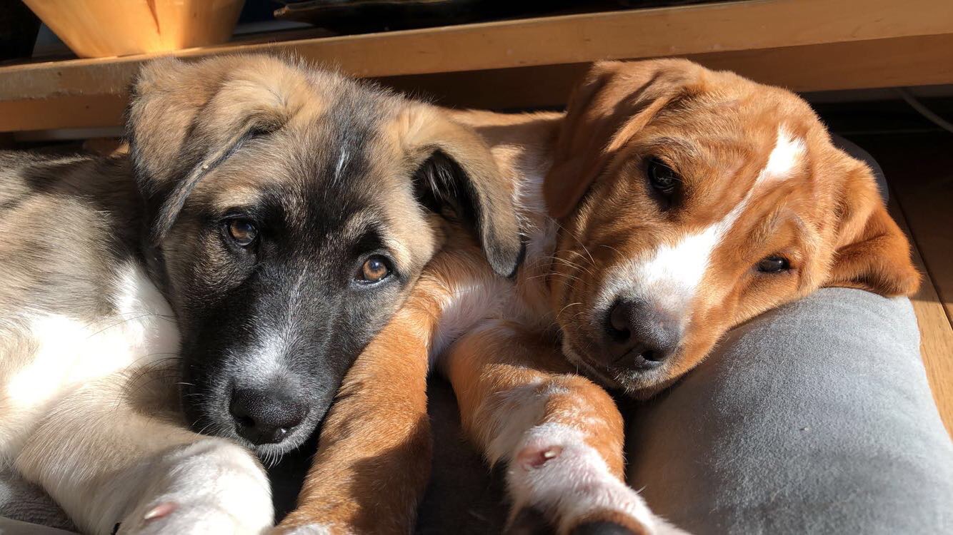  picture of both my dogs