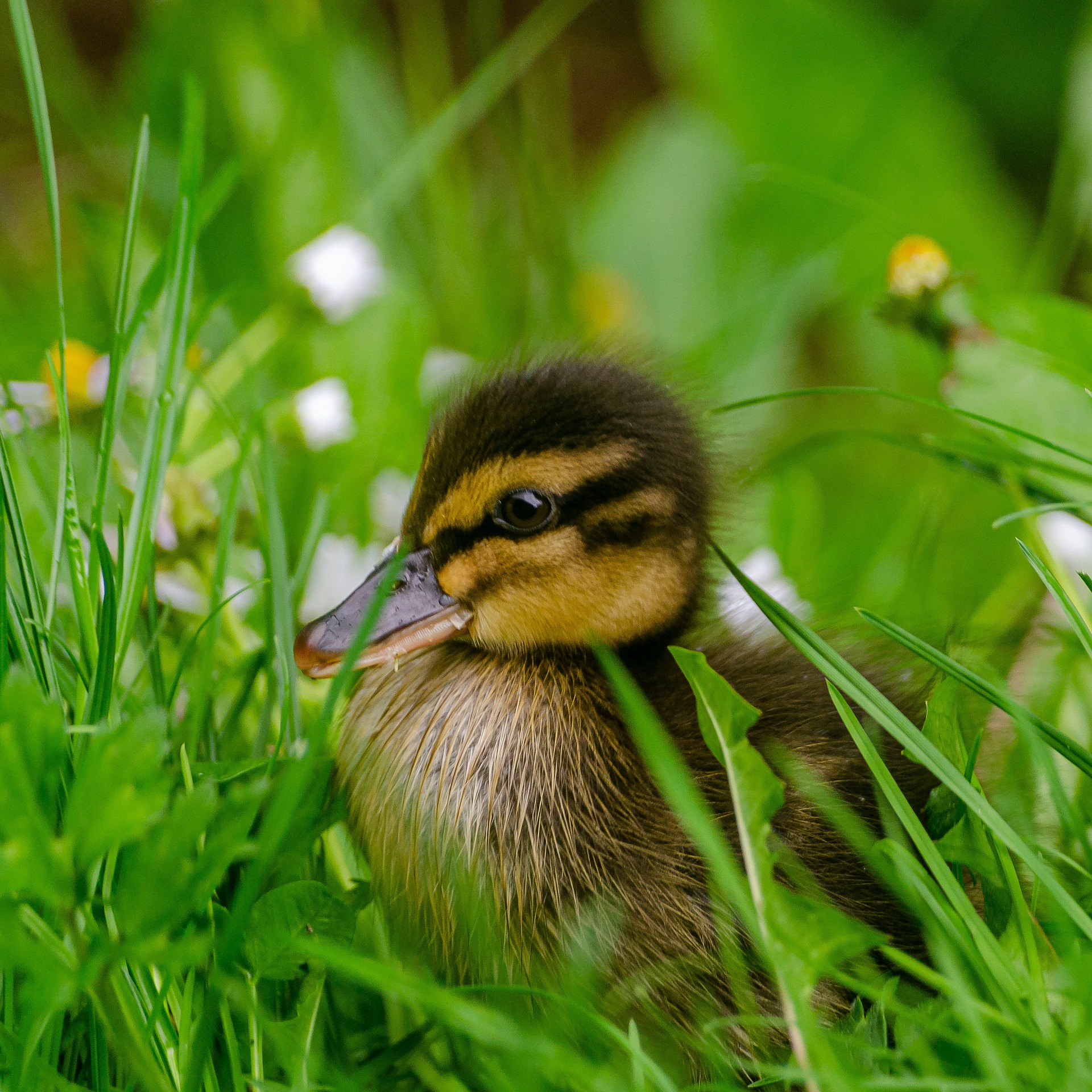 image of a baby duck