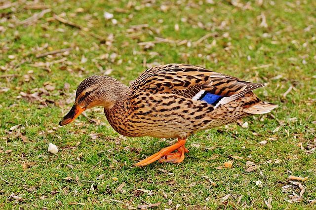 image of a female duck