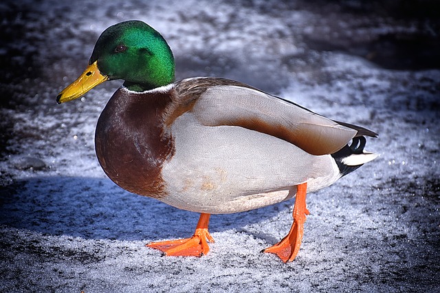 image of a male mallard duck