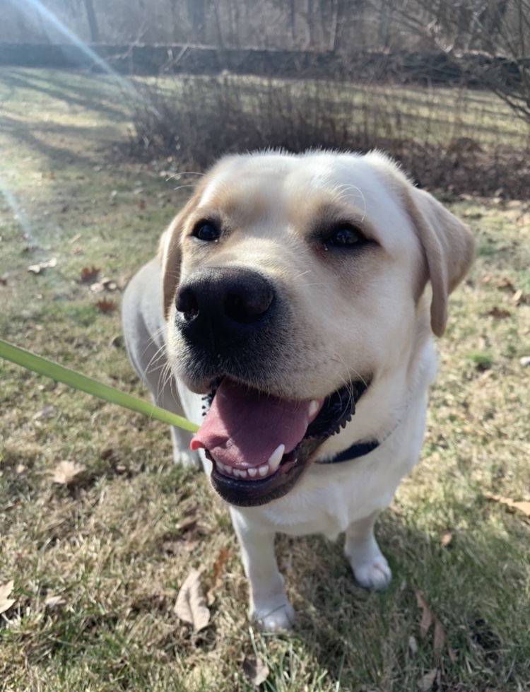  This is cooper in my backyard 