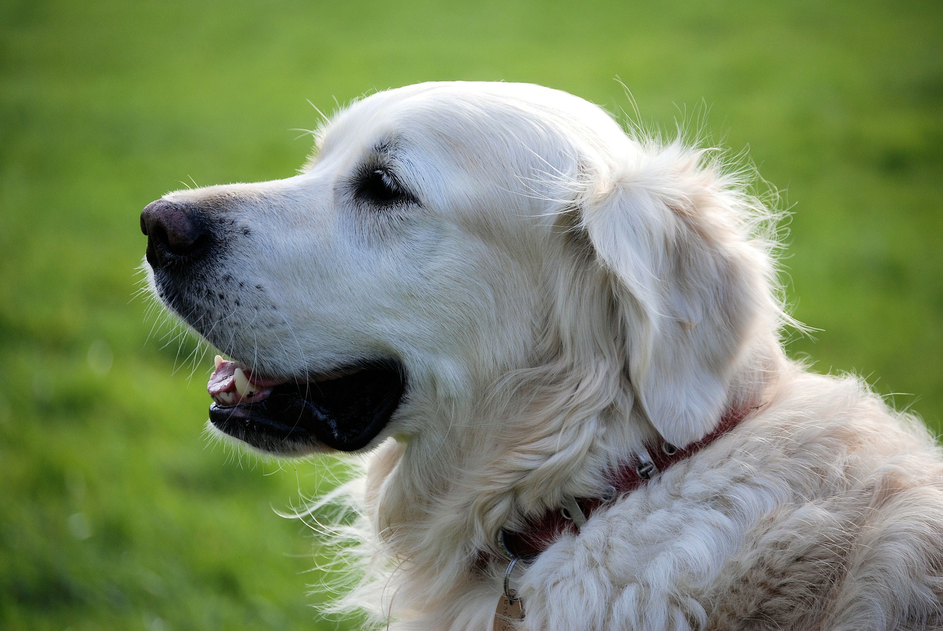 it is a white dog