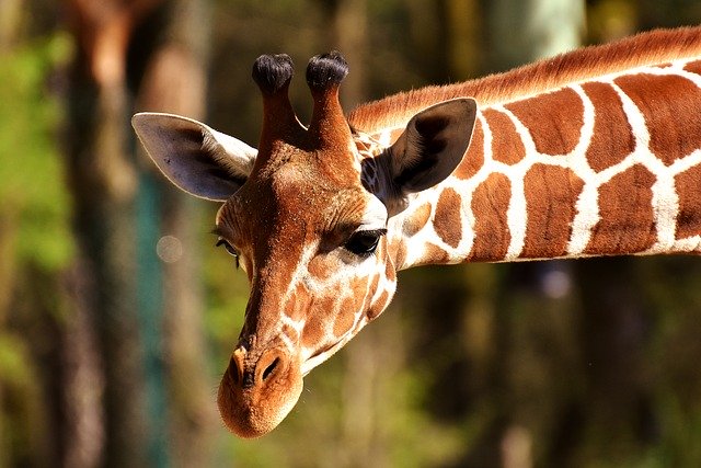 This is a giraffe