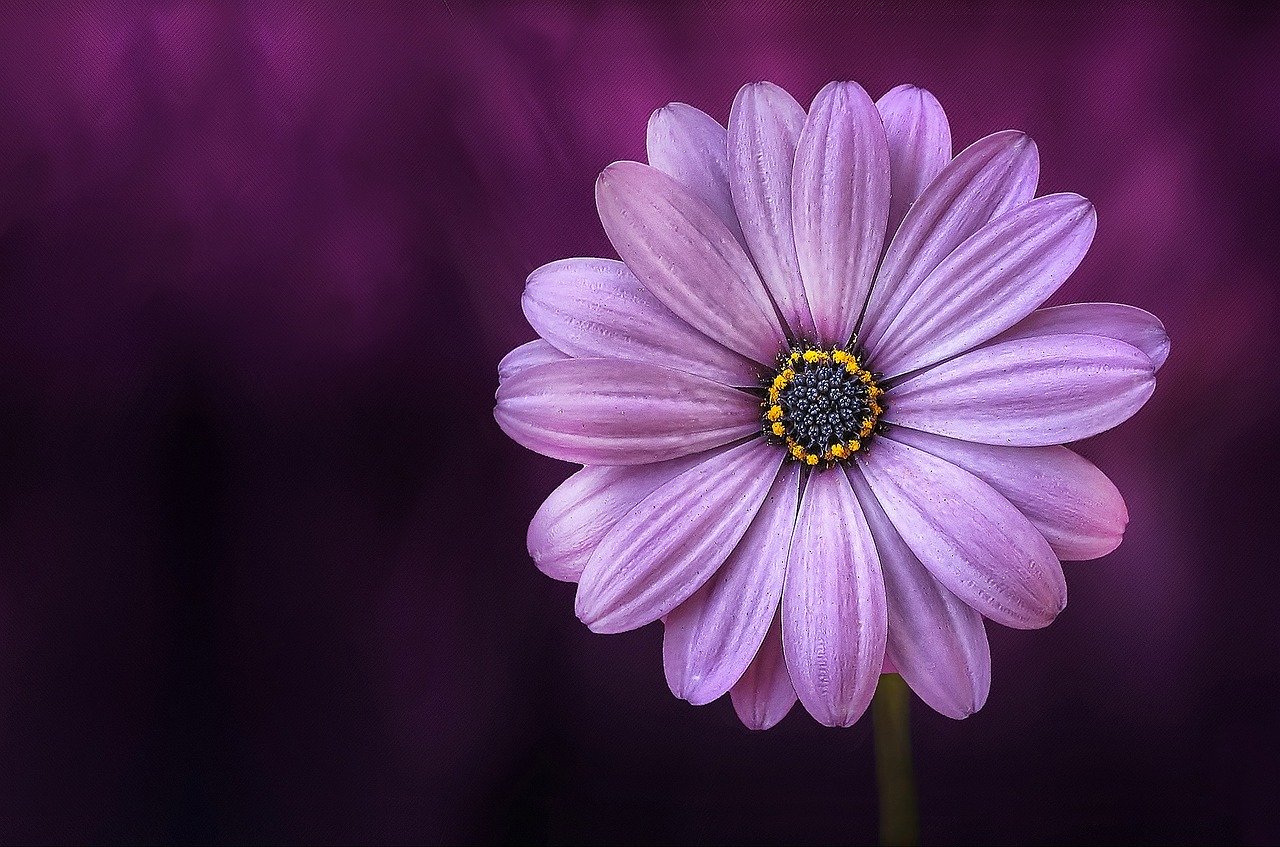 pic of lilac flower