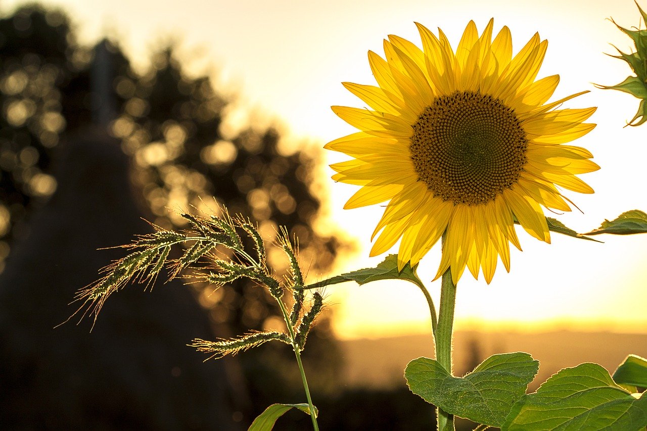 pic of sunflower