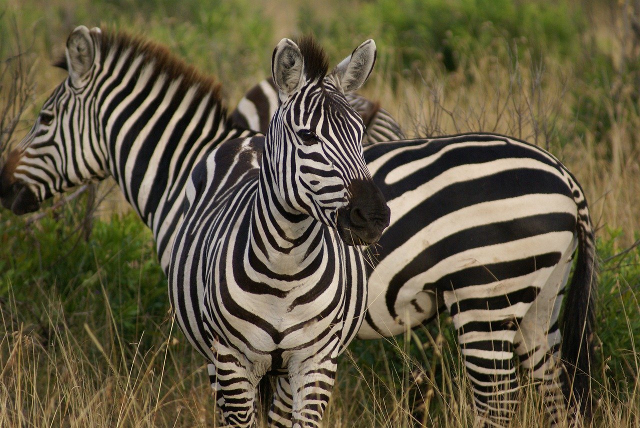 pic of zebra