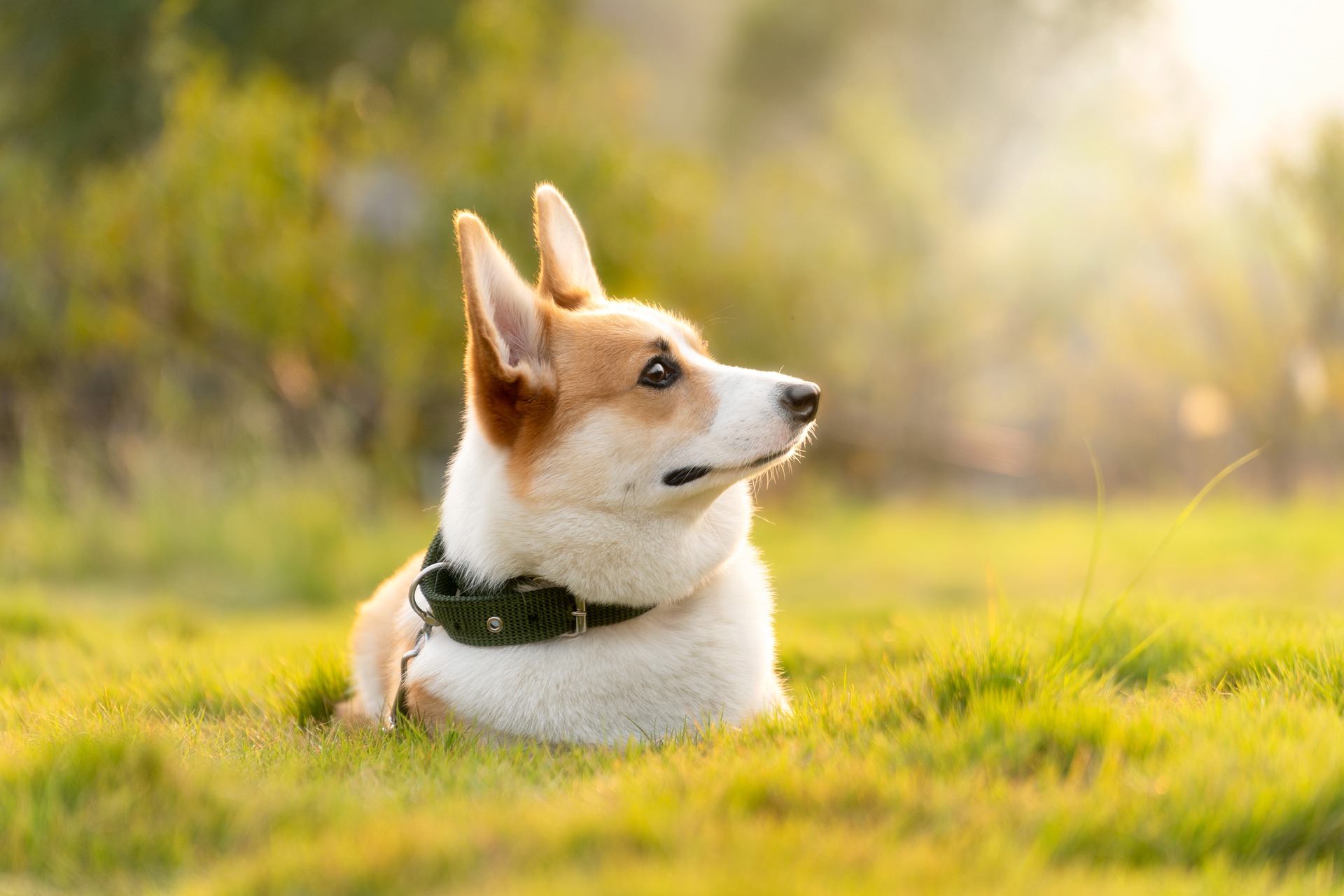 Picture of Corgi