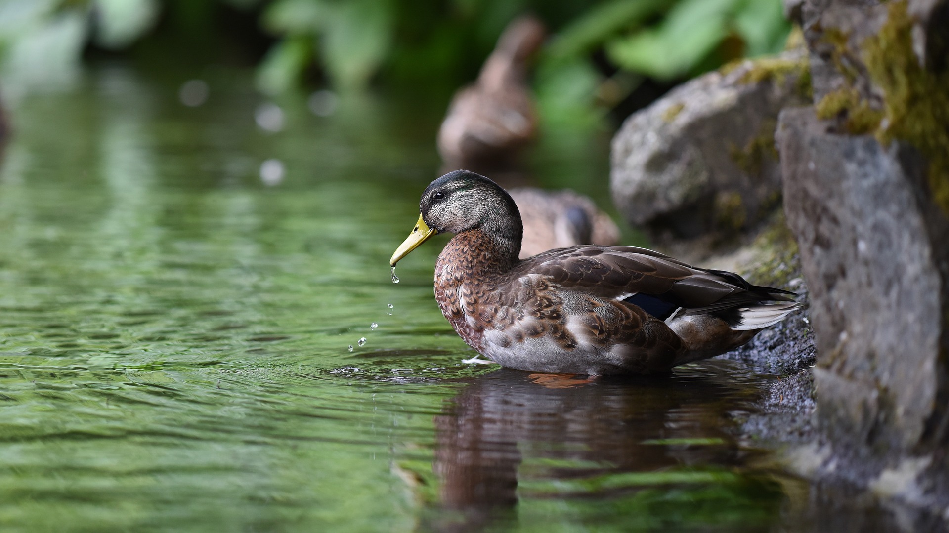 Picture of Duck