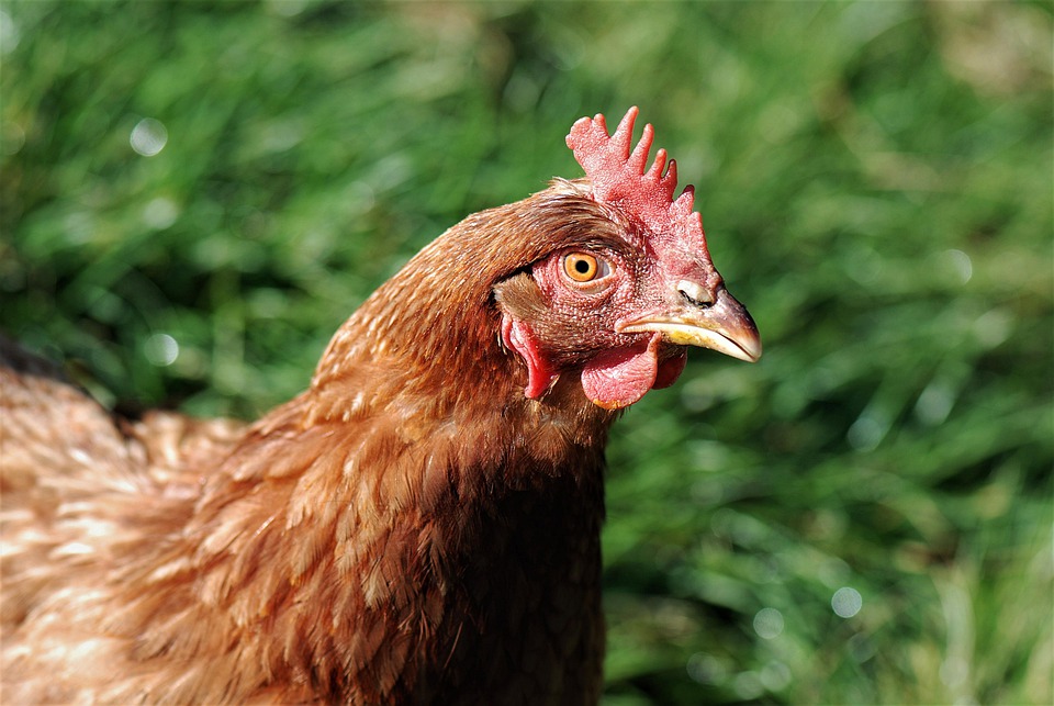 Picture of chicken