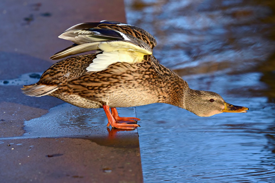 picture of duck.