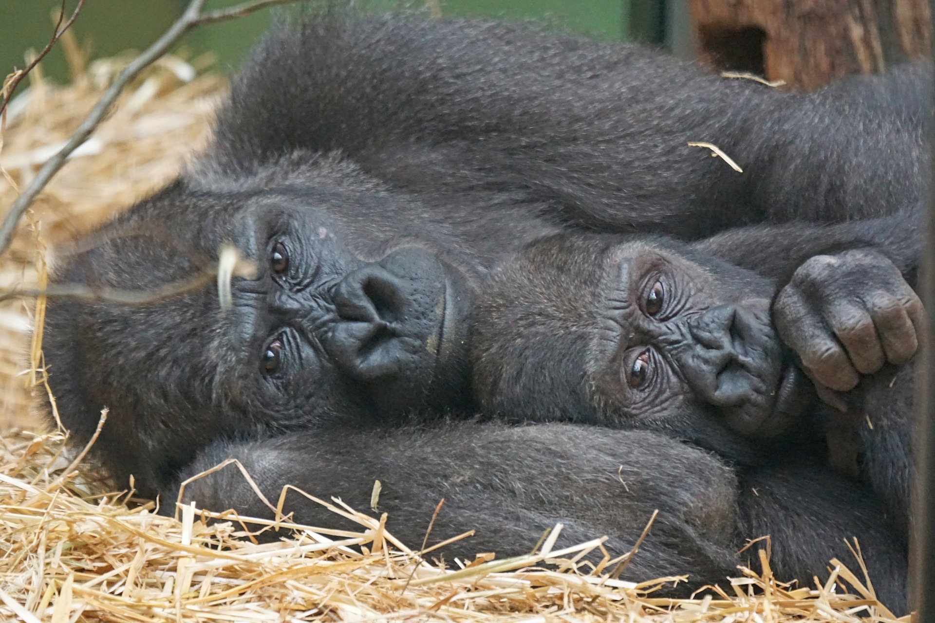 picture of gorilla