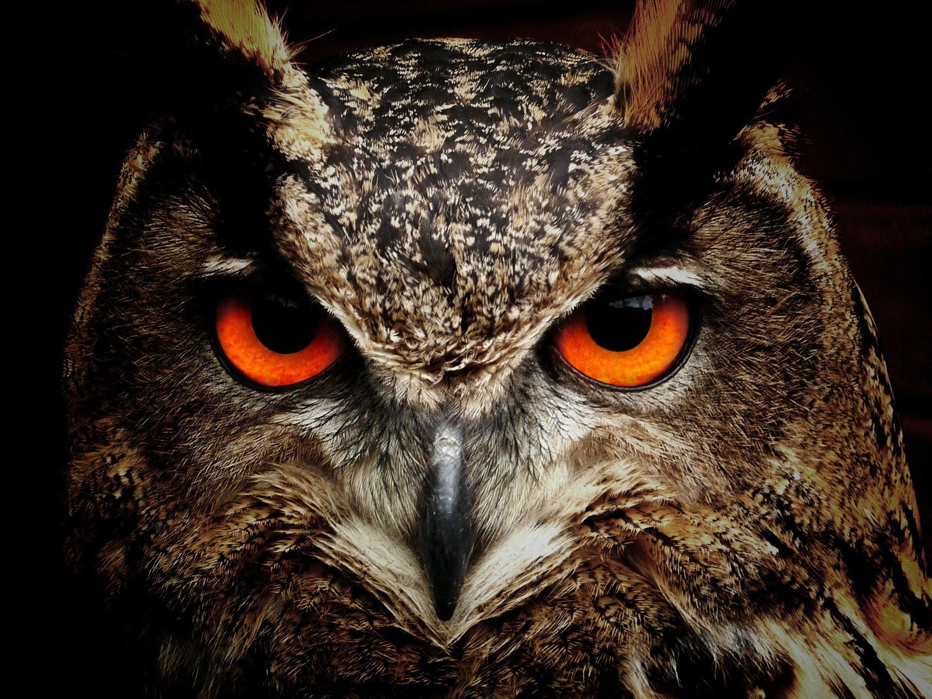 picture of owl