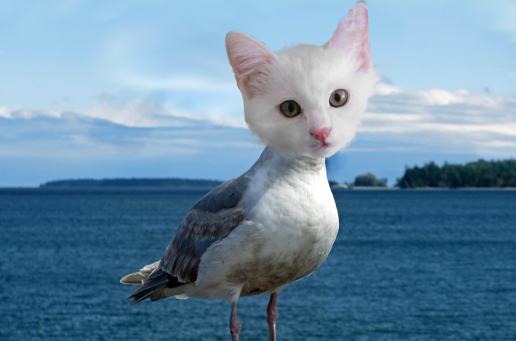 picture of a cat head on a seagull's body