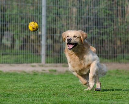 a dog playing with a ball