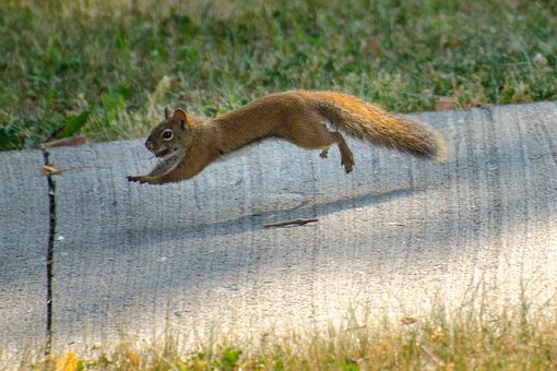  A picture of a squirrel running