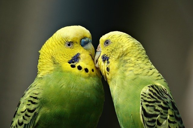 this is a picture of parrots