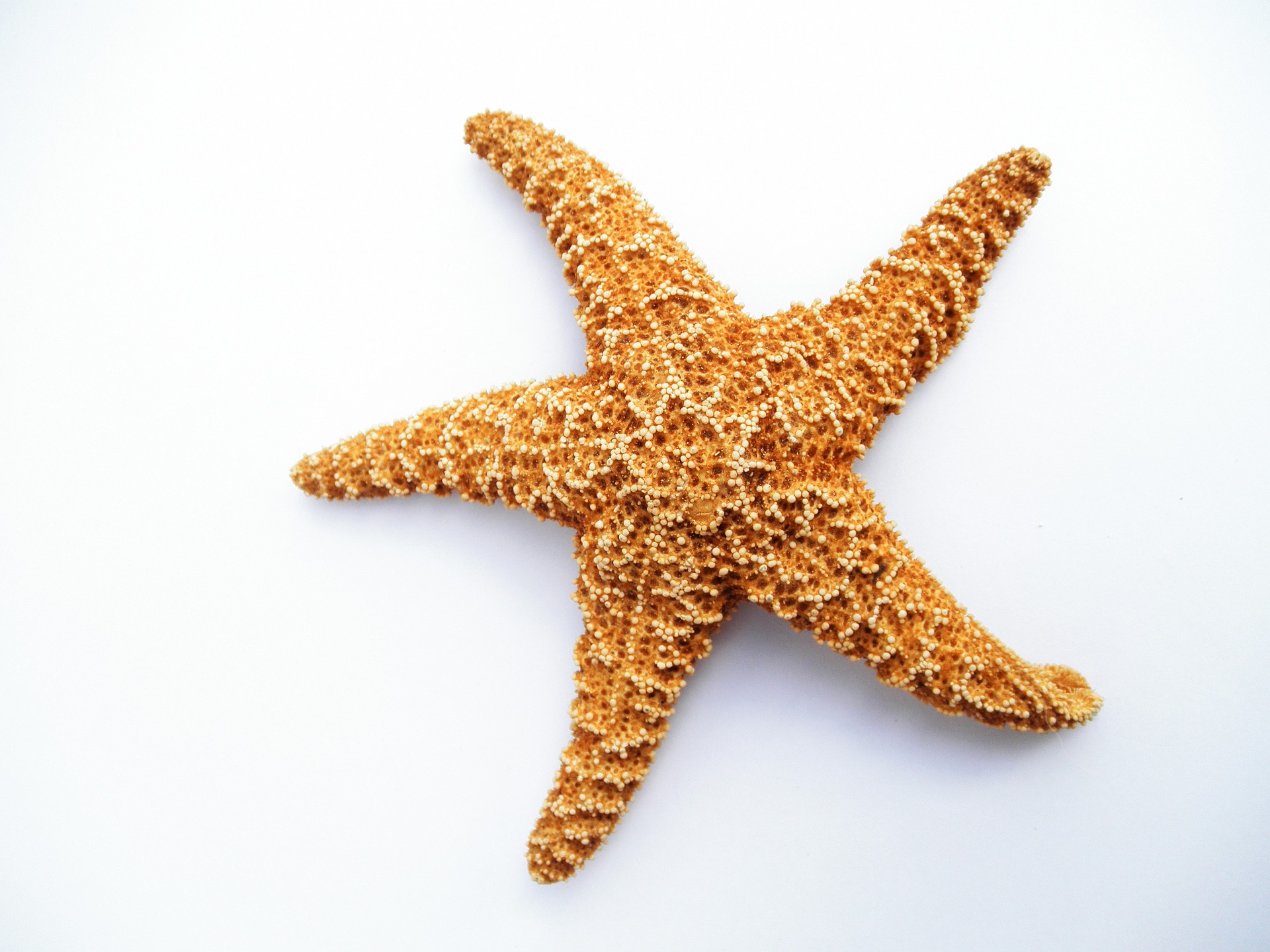 this is a picture of a starfish