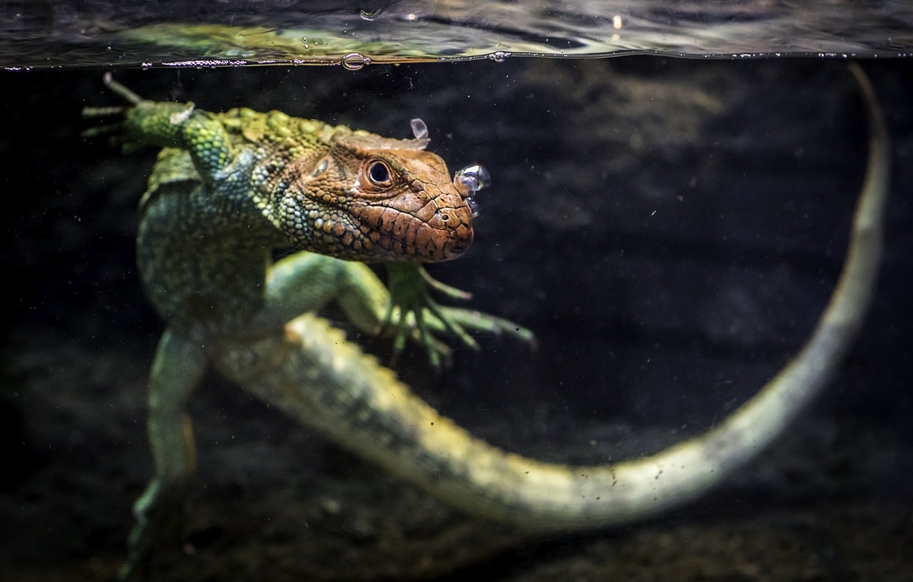 A lizard swimming underwater