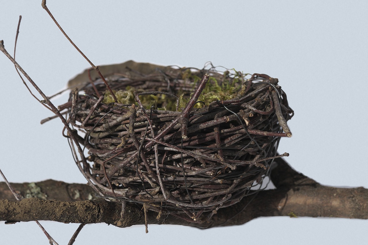 Bird Nest