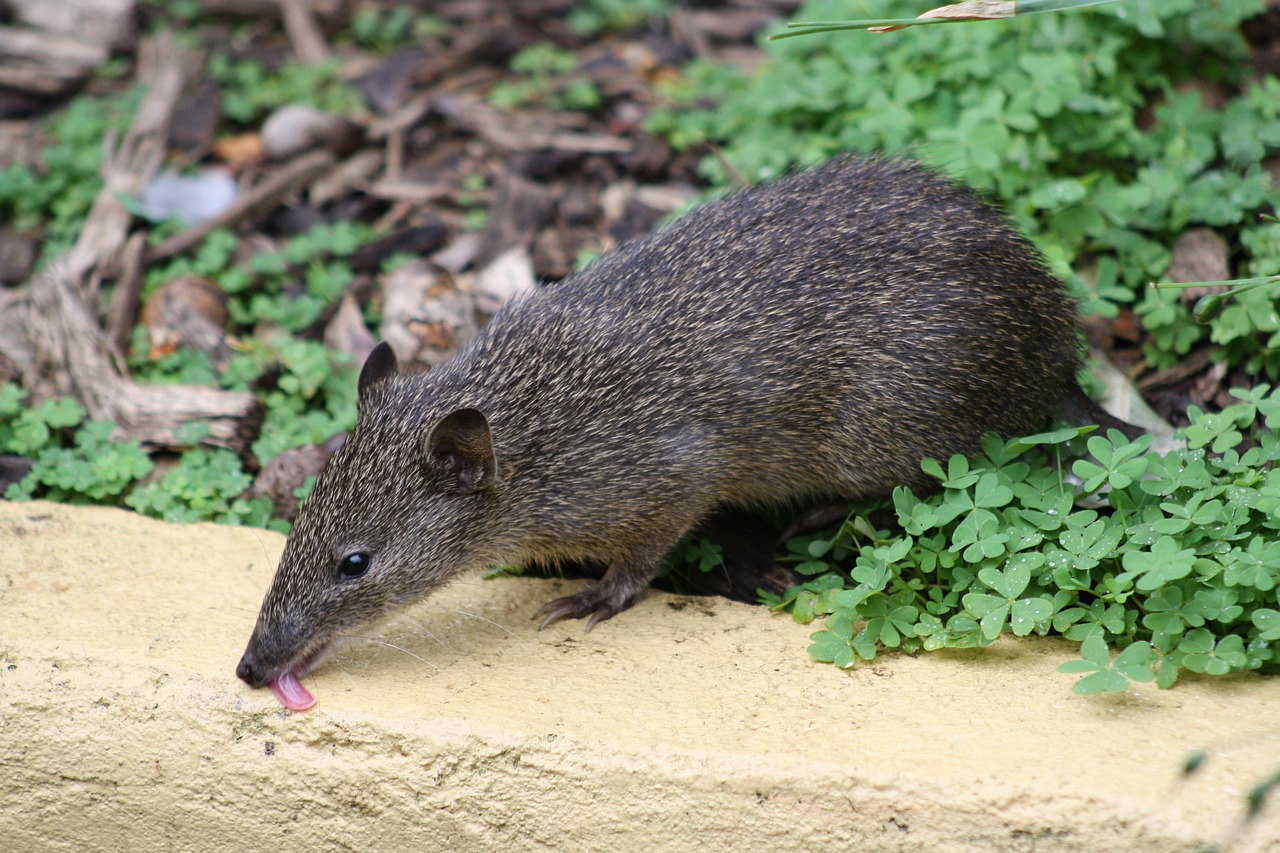 Picture of bandicoot