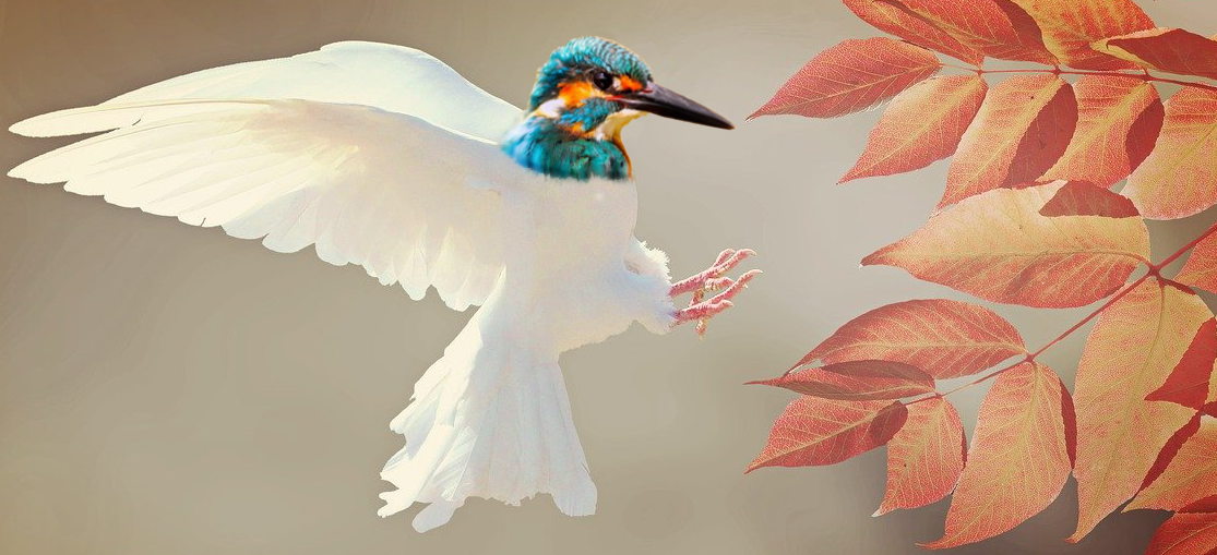 A photoshop of a Kingfishers head on a doves body