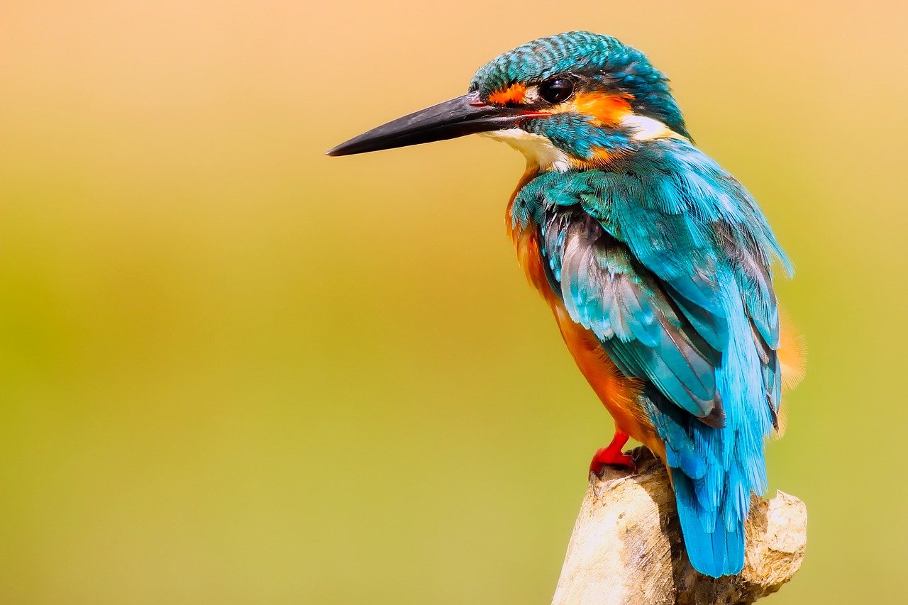 This is a picture of a Kingfisher