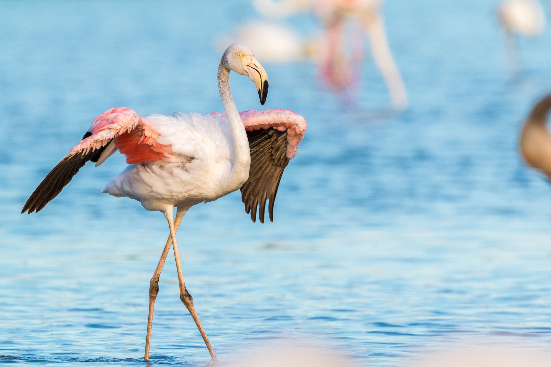 This is the picture I used for my flamingo. 