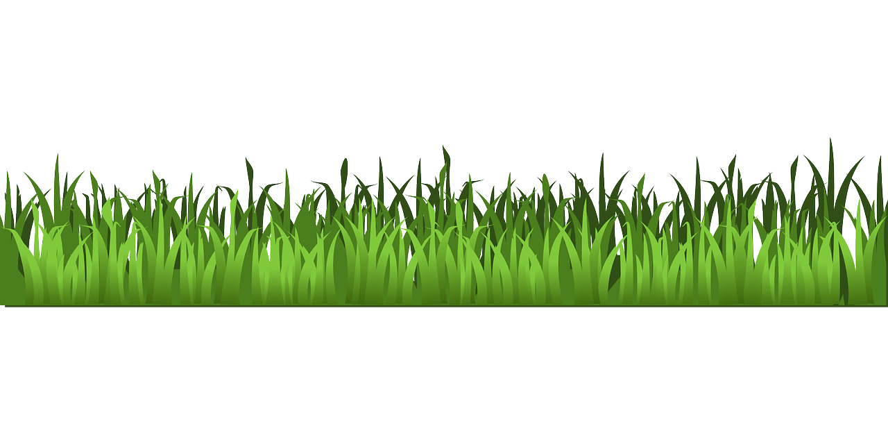 This is a picture of grass