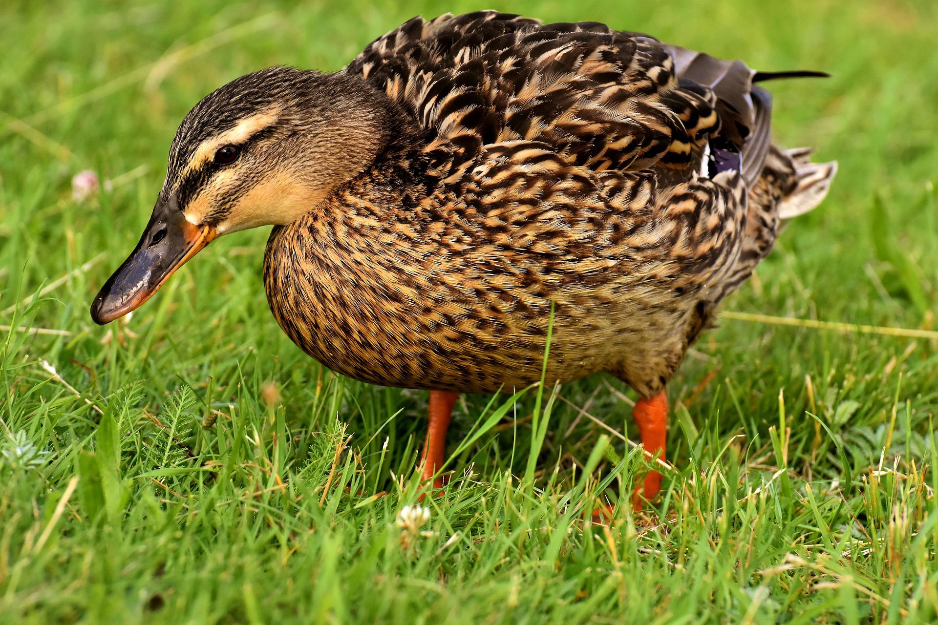 this is a duck