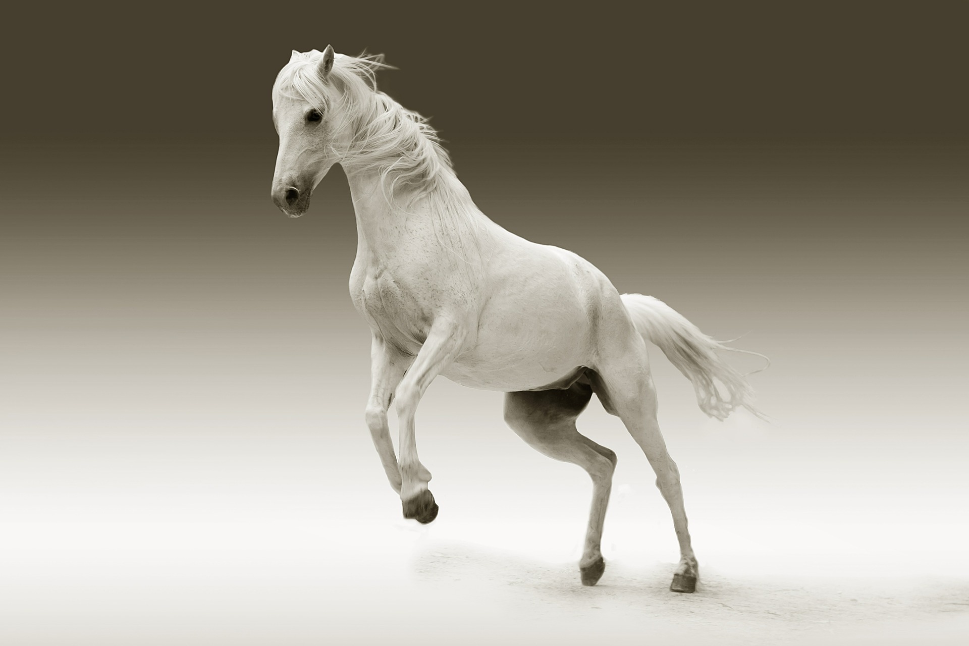 this is a horse