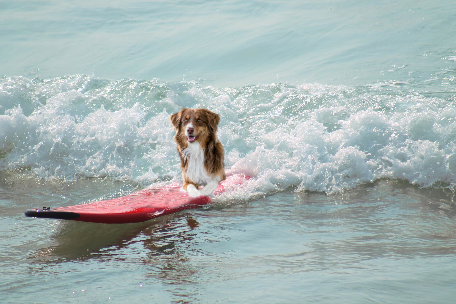 picture of dog surfing