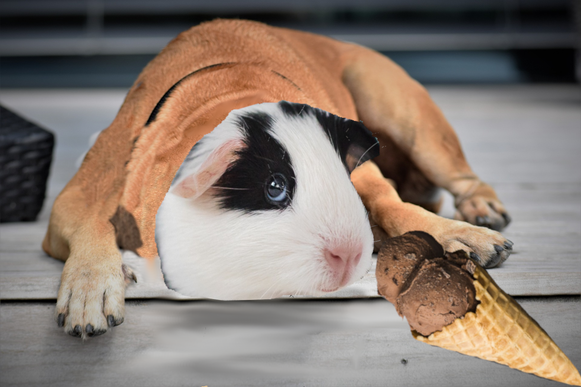 bullpig with ice cream