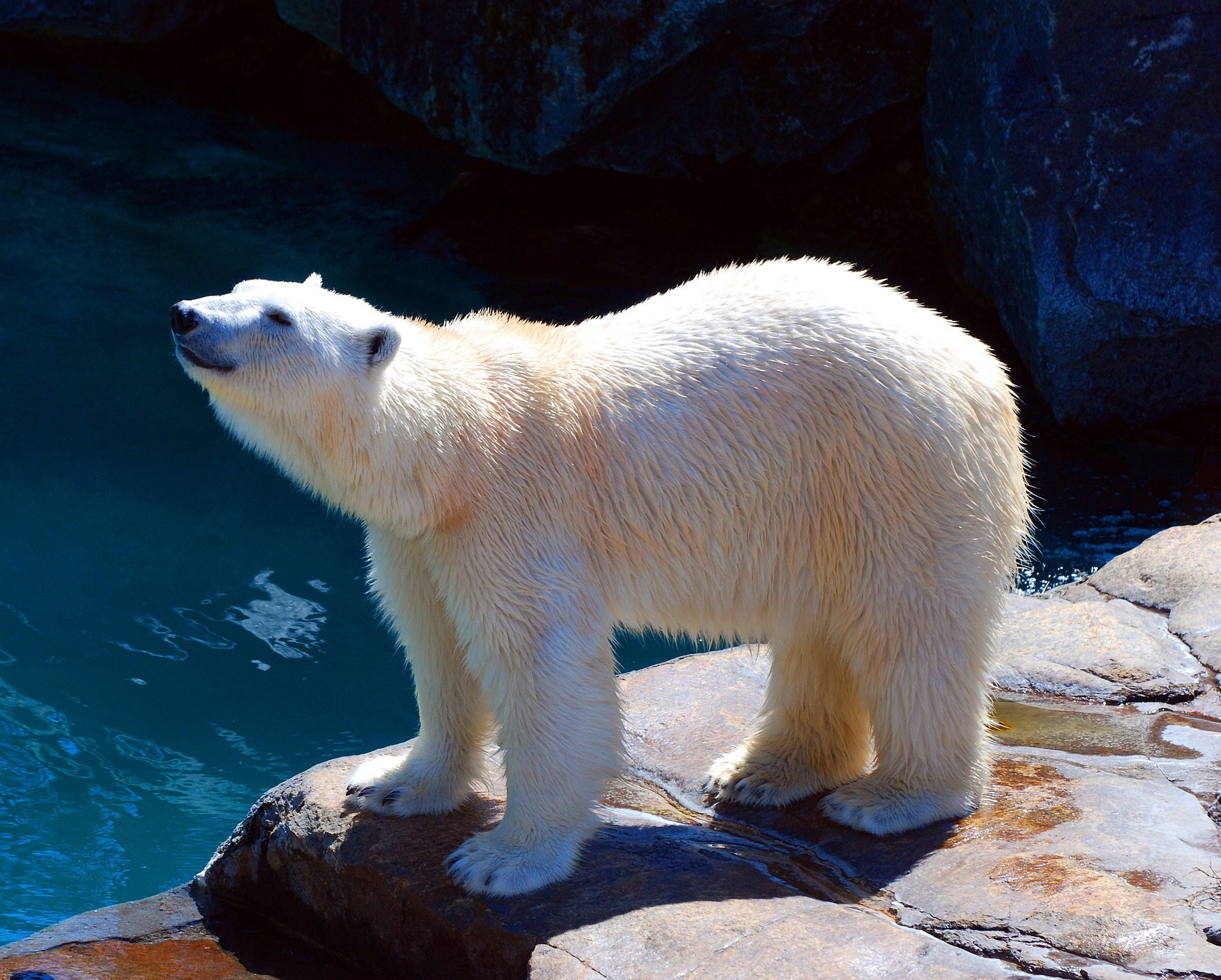 picture of polar bear