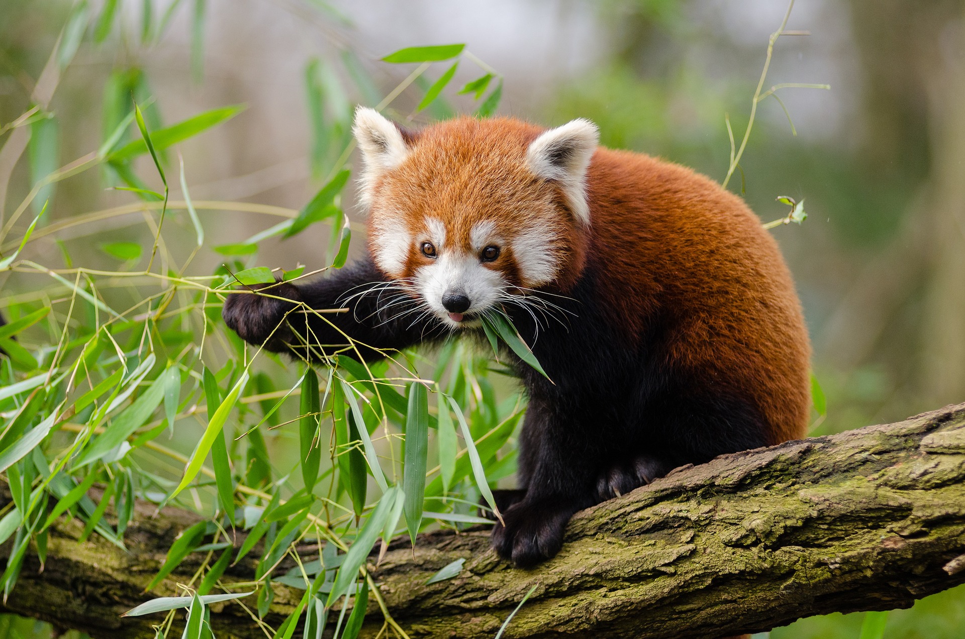 picture of red panda