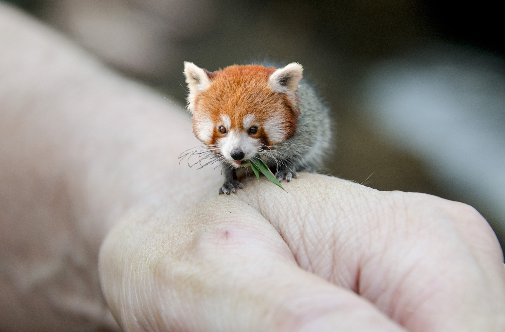 Picture of red vole