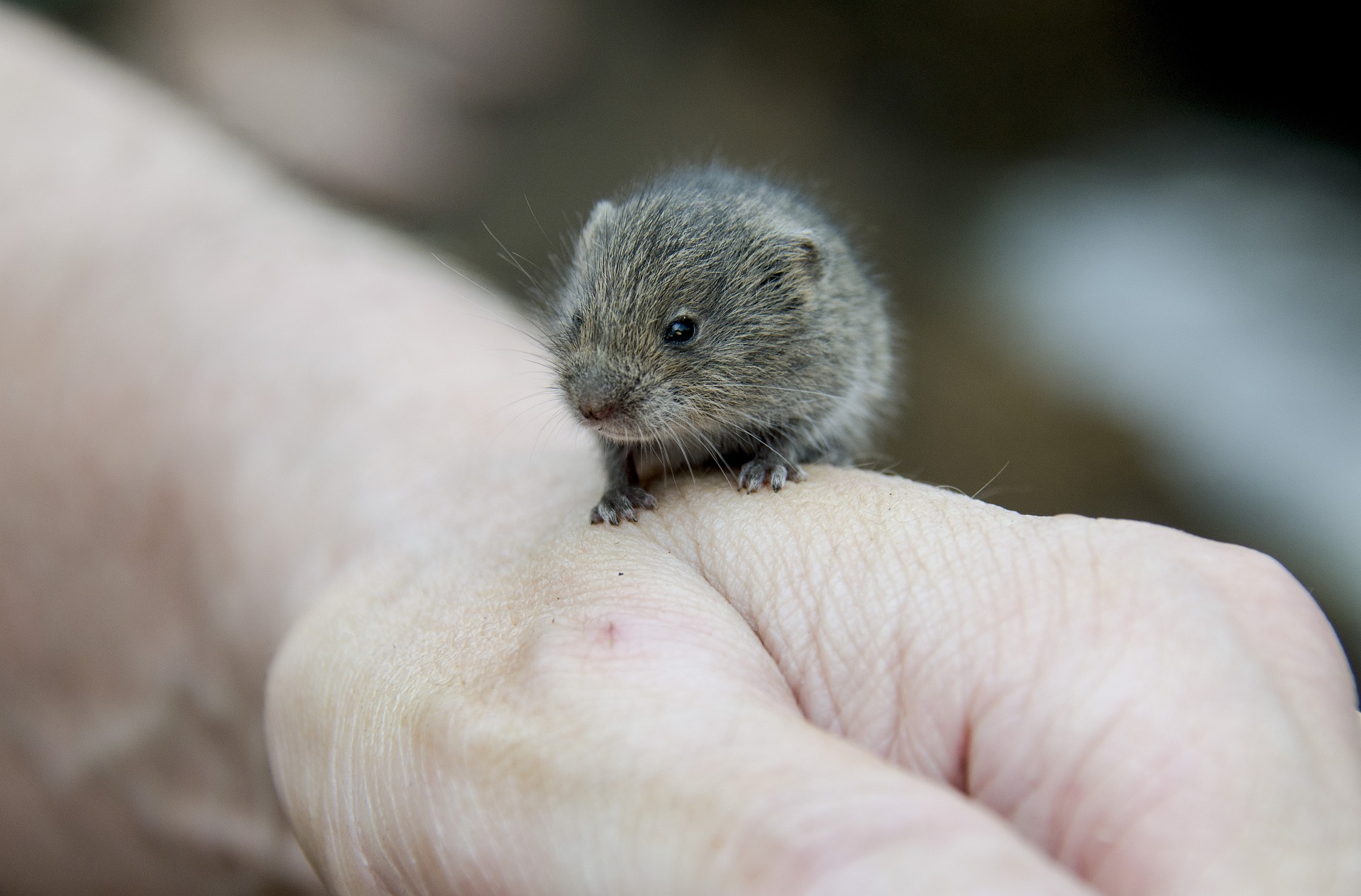 picture of vole