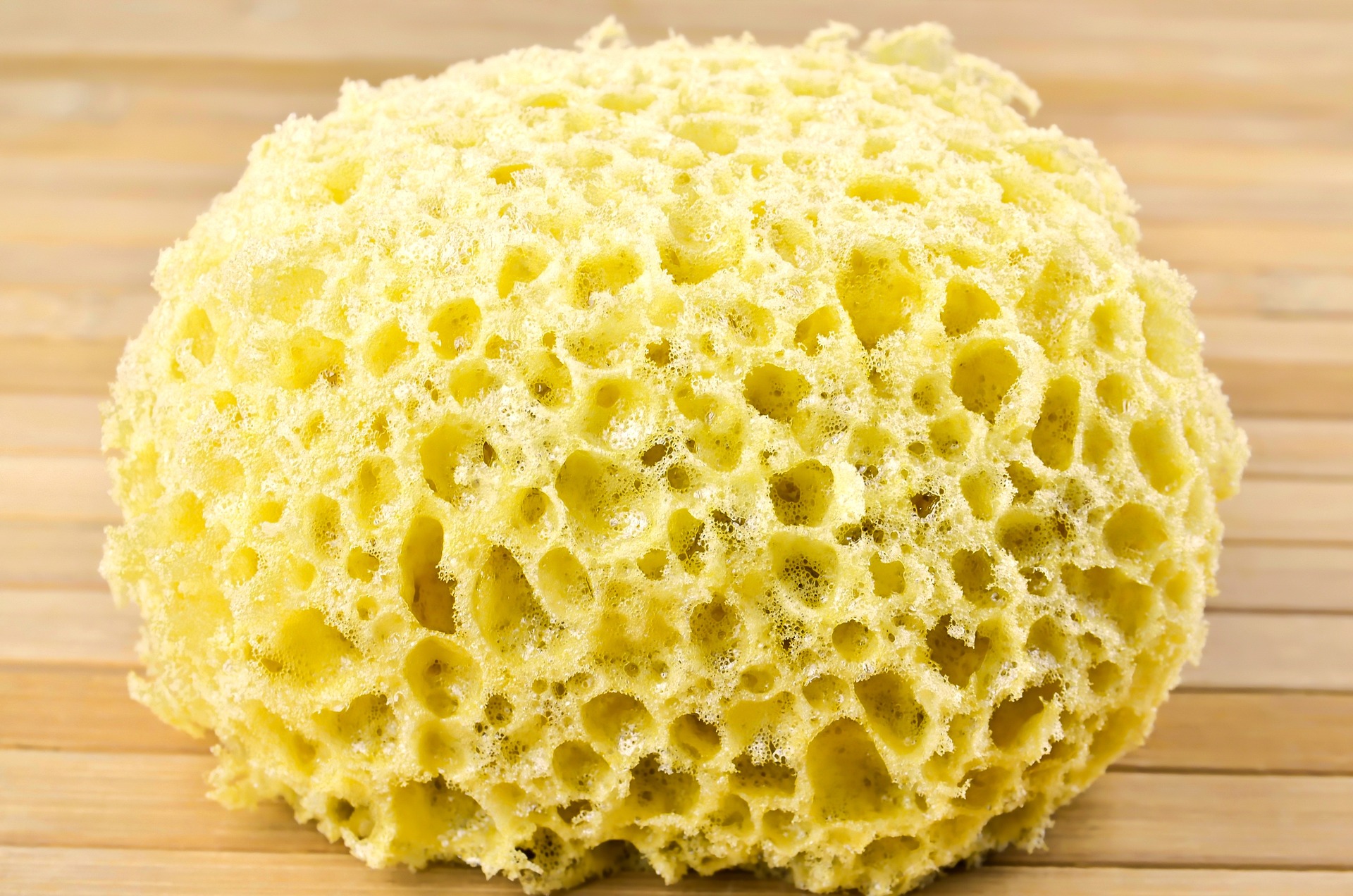 picture of sponge