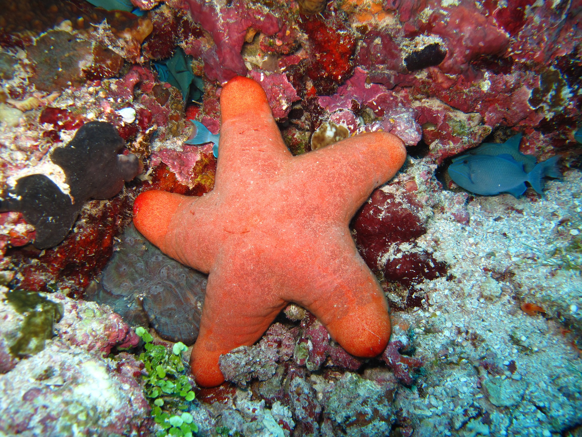 picture of starfish