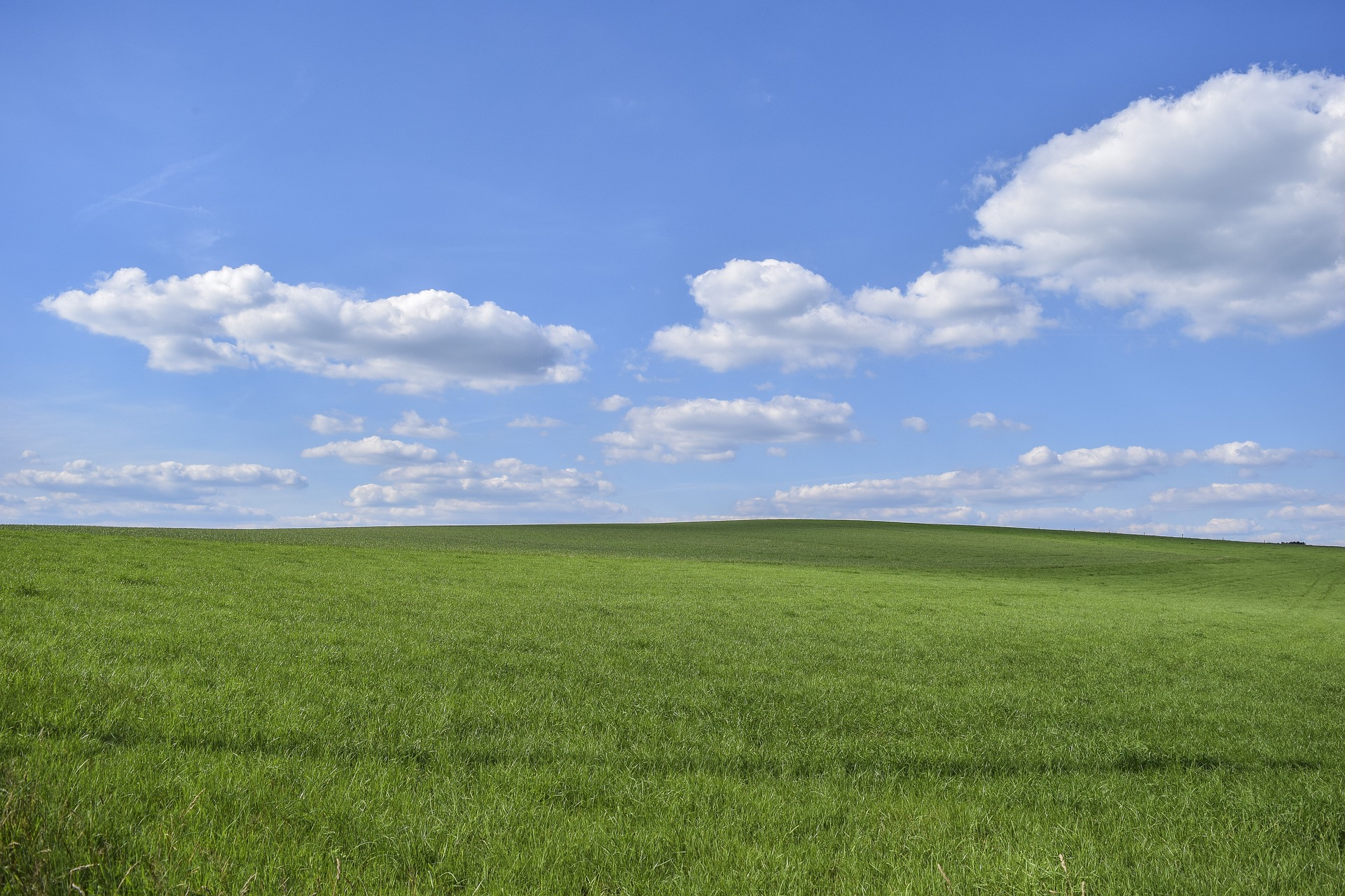 Field of Grass