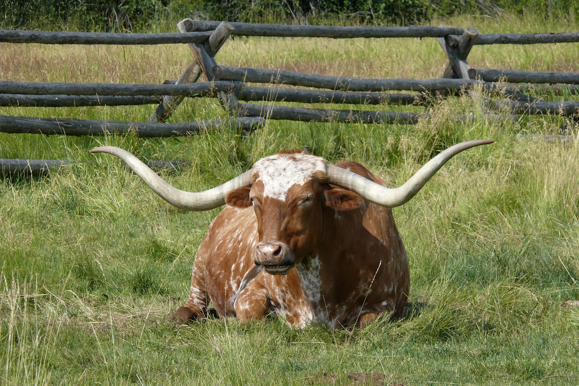 Longhorn