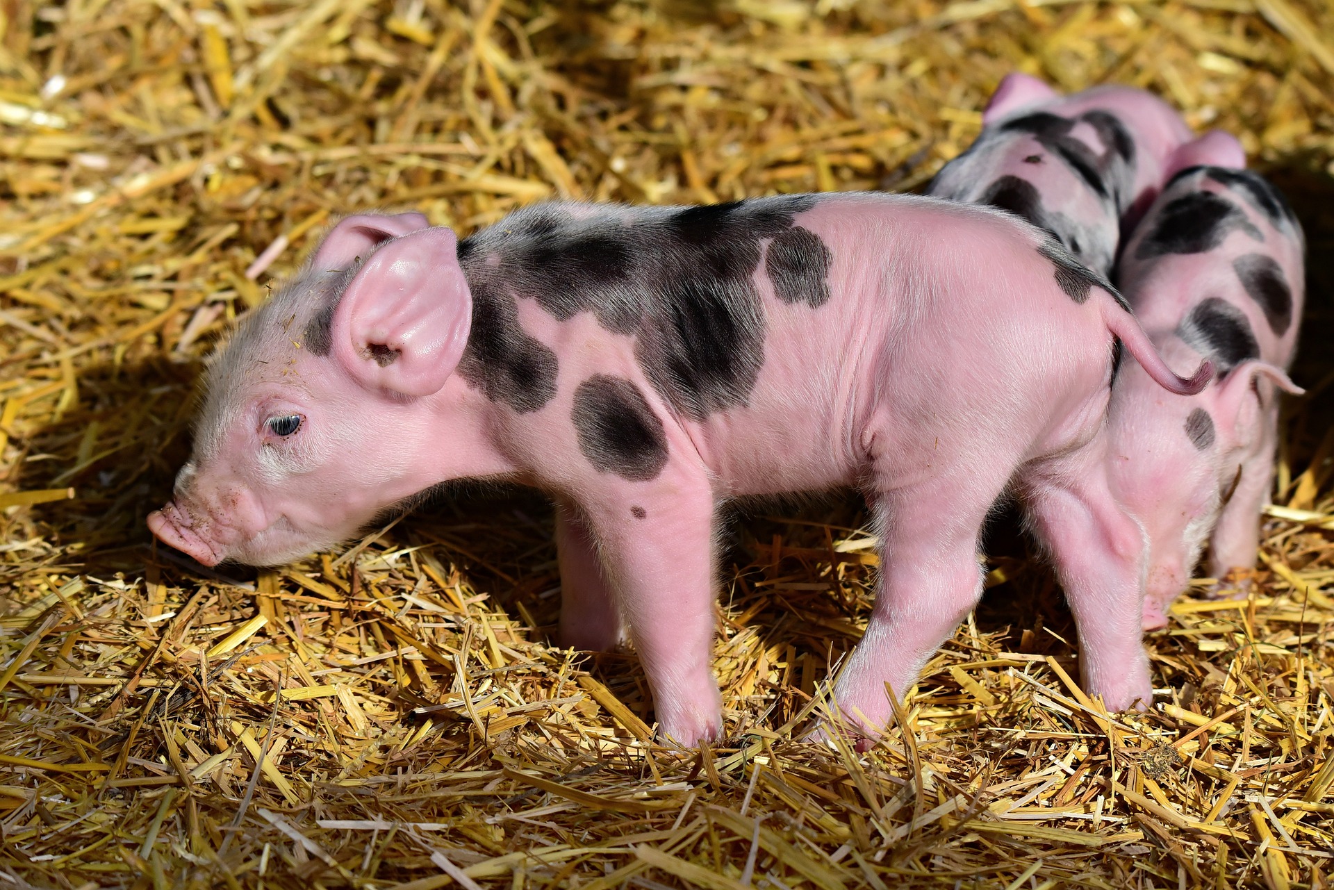 Cute Piglets